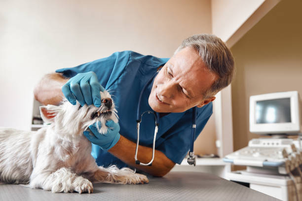 Best Emergency Dental Services for Seniors in Bellingham, WA